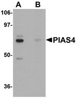 PIAS4 Antibody