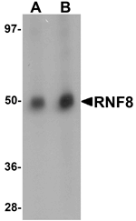 RNF8 Antibody