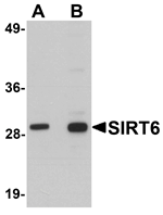 SIRT6 Antibody