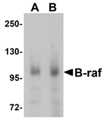 B-raf Antibody