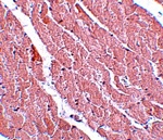 ATG13 Antibody