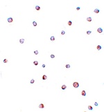 USP10 Antibody
