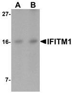 IFITM1 Antibody