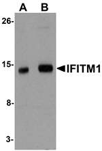 IFITM1 Antibody