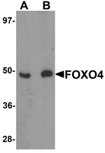 FOXO4 Antibody