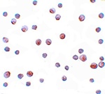 SIP1 Antibody