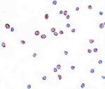 ZEB2 Antibody