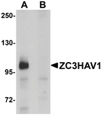 ZC3HAV1 Antibody