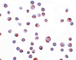 ZC3HAV1 Antibody