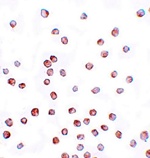 SCUBE1 Antibody