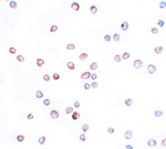 SCUBE2 Antibody