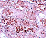 SCRN1 Antibody