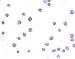 SCRN3 Antibody