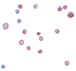 ATP11A Antibody