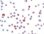 CaBP7 Antibody