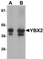 YBX2 Antibody