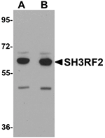 SH3RF2 Antibody