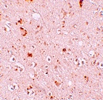 SH3RF2 Antibody