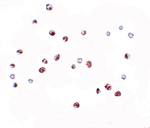 NOD4 Antibody