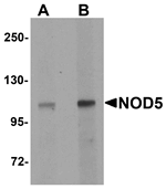 NOD5 Antibody