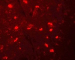 NALP6 Antibody