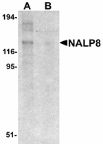 NALP8 Antibody
