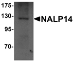 NALP14 Antibody