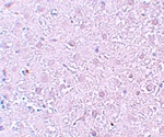 MOX1 Antibody