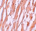 ATG9A Antibody