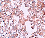 MFSD1 Antibody