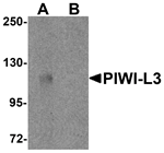 PIWI-L3 Antibody