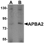 APBA2 Antibody