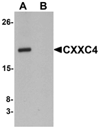 CXXC4 Antibody