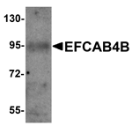 EFCAB4B Antibody