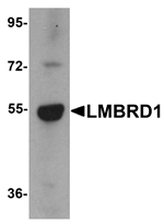 LMBRD1 Antibody