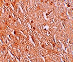 LMBRD1 Antibody
