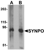 SYNPO Antibody