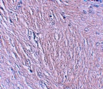 SYNPO Antibody