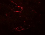 SYNPO2L Antibody