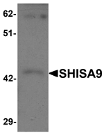 SHISA9 Antibody