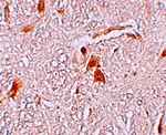 SHISA9 Antibody