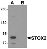 STOX2 Antibody