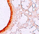 ZIP3 Antibody