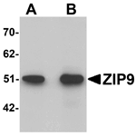 ZIP9 Antibody