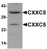 CXXC5 Antibody