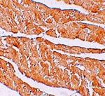 ZBTB9 Antibody