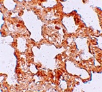 AXIN2 Antibody