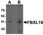 FBXL16 Antibody