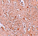 FBXL16 Antibody