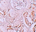 SLAMF9 Antibody
